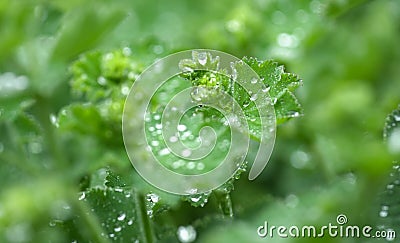 Water droplets on lady`s mantle Stock Photo
