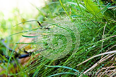 Water droplets on grass Stock Photo