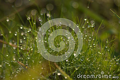 Water droplets on gree grass morning view Stock Photo