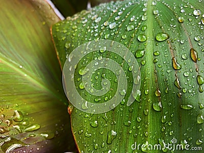 Water droplets on green leaf after rain. Shallow depth of field. Stock Photo