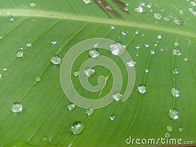 the water droplets on the green leaves look clear Stock Photo