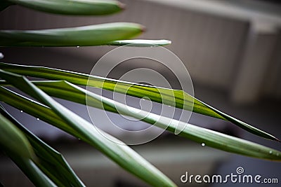 The water droplets on leaves after rain Stock Photo