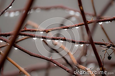 Water Droplets from a rain dangle from a thorny branch Stock Photo