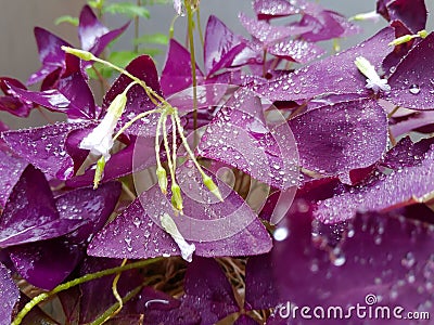 rain drops on the leaves of a oxalis butterfly plant Stock Photo