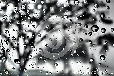 water droplets rainy tree bluur Stock Photo