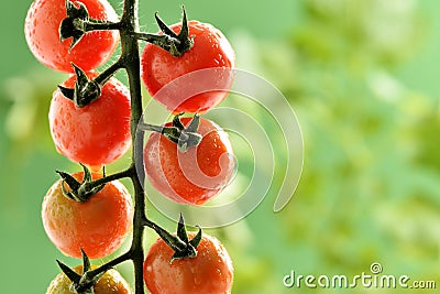 Water Droplets on Tomato Plant Stock Photo