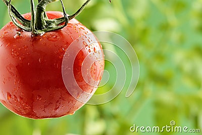 Water Droplets on Tomato Plant Stock Photo