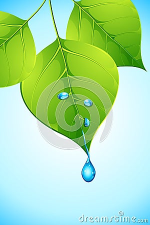 Water dropping from Leaf Vector Illustration