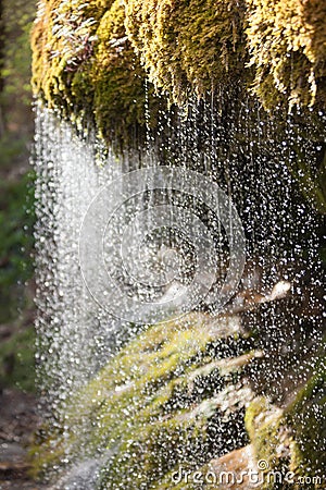 Water dropping out of moss in black forest, Germany Stock Photo