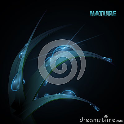 Water drops on blade of grass Vector Illustration