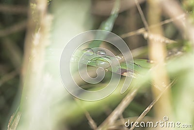 water drops on the blade of grass in the meadow. Stock Photo