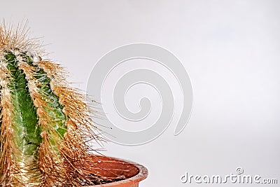 Water drops on a cactus in a pot on a white background Stock Photo