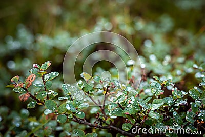 Water drops on cowberry bush. Stock Photo