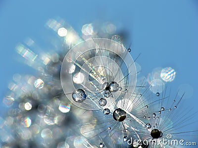 Topics tagged under adobe on Graphic Balloon Water-drops-dandelion-9126054