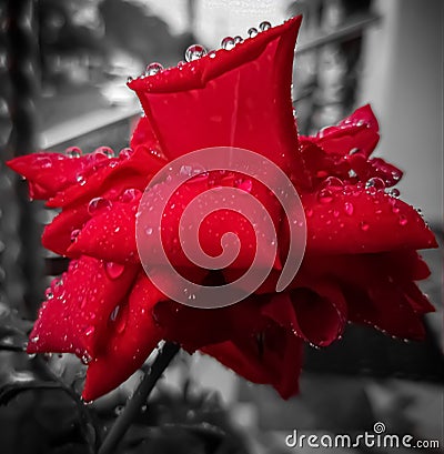 WATER DROPS DROPLETS ON RED ROSE RAIN RAINING BLACK AND WHITE BACKGROUND Stock Photo