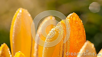 Water drops ellow crocus flowers macro detail Stock Photo