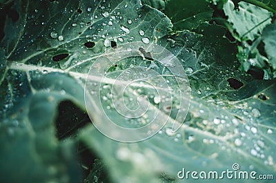 Water drops on fresh cabbage leaves in orchard. Nice vegetarian natural background Stock Photo