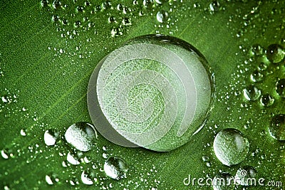 Water drops on fresh green leaf Stock Photo