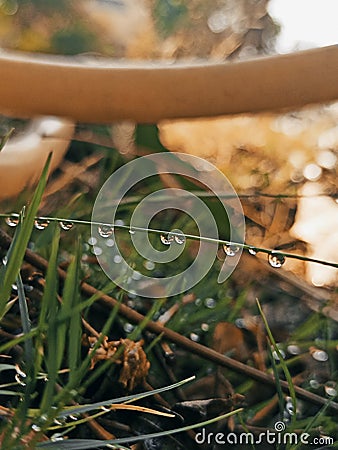 Water drops grass green plants Stock Photo