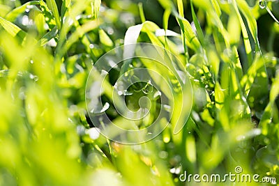 Water drops on grass. macro Stock Photo