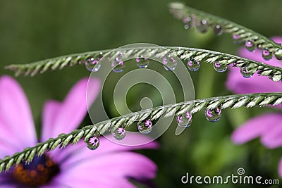 Water Drops on Grass Spikelet, macro Stock Photo