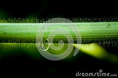 Water drops on green grass morning light Stock Photo