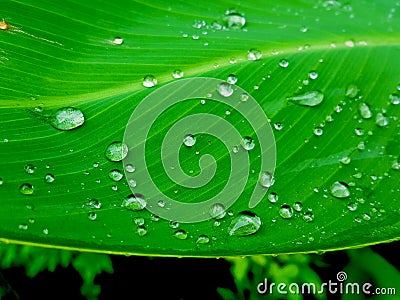 Water drops on green leaf, Beautiful nuture background. Stock Photo
