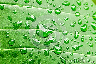 Water drops on green leaf macro background Stock Photo