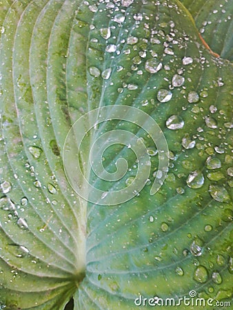 Water drops on hosta leaf Stock Photo