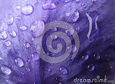 Water drops on iris petal Stock Photo