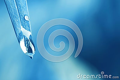 Water drops on leaf against background, closeup. Toned in blue Stock Photo