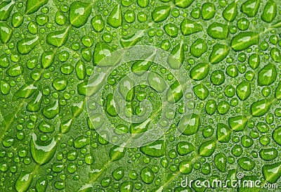 Water drops on leaf Stock Photo