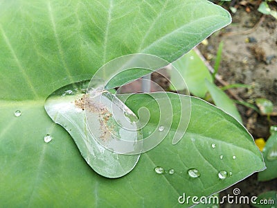 Water drops on leaves and flower durin rainy day in nature Stock Photo