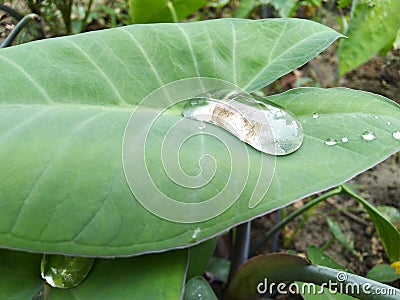 Water drops on leaves and flower durin rainy day in nature Stock Photo