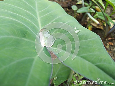 Water drops on leaves and flower durin rainy day in nature Stock Photo