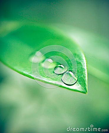 Water drops, leaves and plant outdoor in environment on a green background in summer. Condensation, droplet and liquid Stock Photo