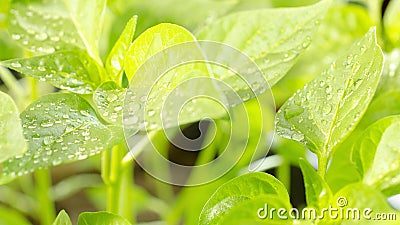 Water drops on the leaves of young seedlings of sweet pepper. Saplings of green pepper, young leaves of sweet pepper Stock Photo