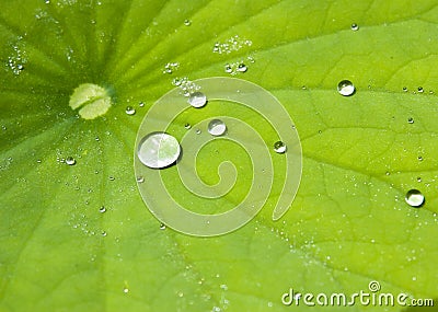 Water drops on lotus leaf Stock Photo