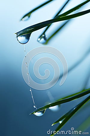 Water drops on the needles of the pine branch close up. Stock Photo