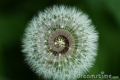 Water drops on a parachutes dandelion Stock Photo