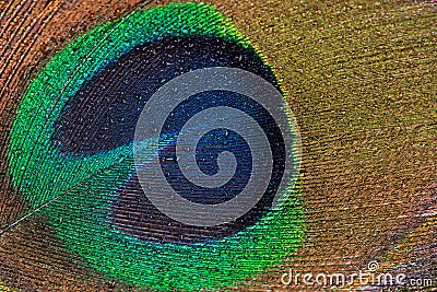 Water drops on peacock feather macro Stock Photo