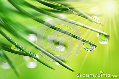 Water drops on pine needles Stock Photo