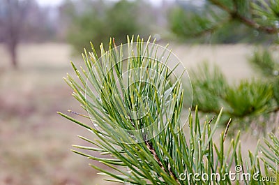 Water drops in a pinetree needles Stock Photo