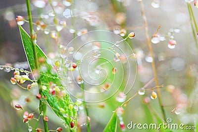 Water drops on plant Abstract background Stock Photo
