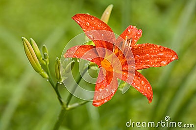 Water drops on red lily Stock Photo