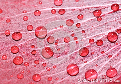 Water drops on rose petal Stock Photo