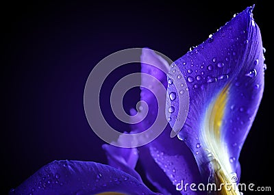 Water drops on spring iris flower. Stock Photo
