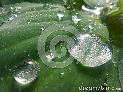 Water drops on Tiny hairs on water lectuce green leavez Stock Photo