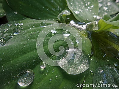 Water drops on Tiny hairs on water lectuce green leavez Stock Photo