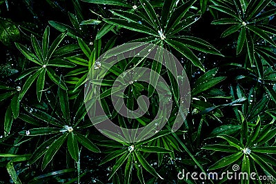 Water drops on a vivid green leafs after rain in the garden, top view, in midnight colors, black isolated Stock Photo